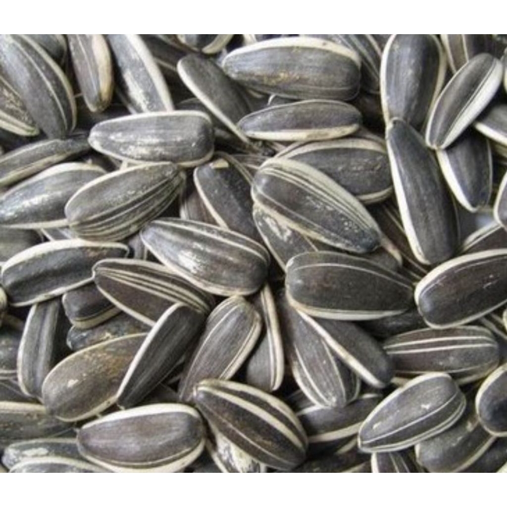 Kuaci biji bunga matahari original