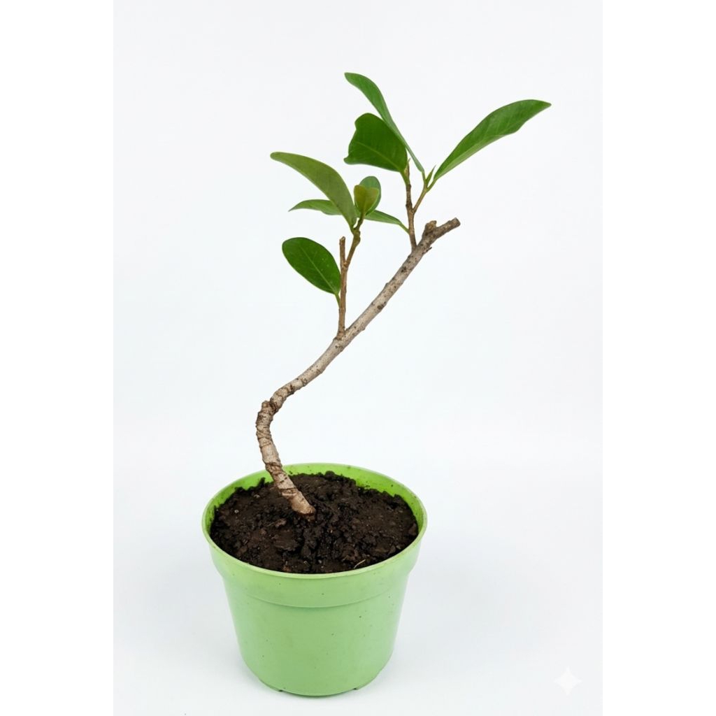 Beringin Jejawi - Ara Jejawi - Ficus Retusa