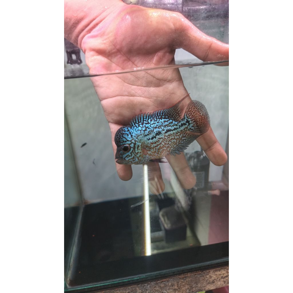 Louhan Kamfa F2 Thailand