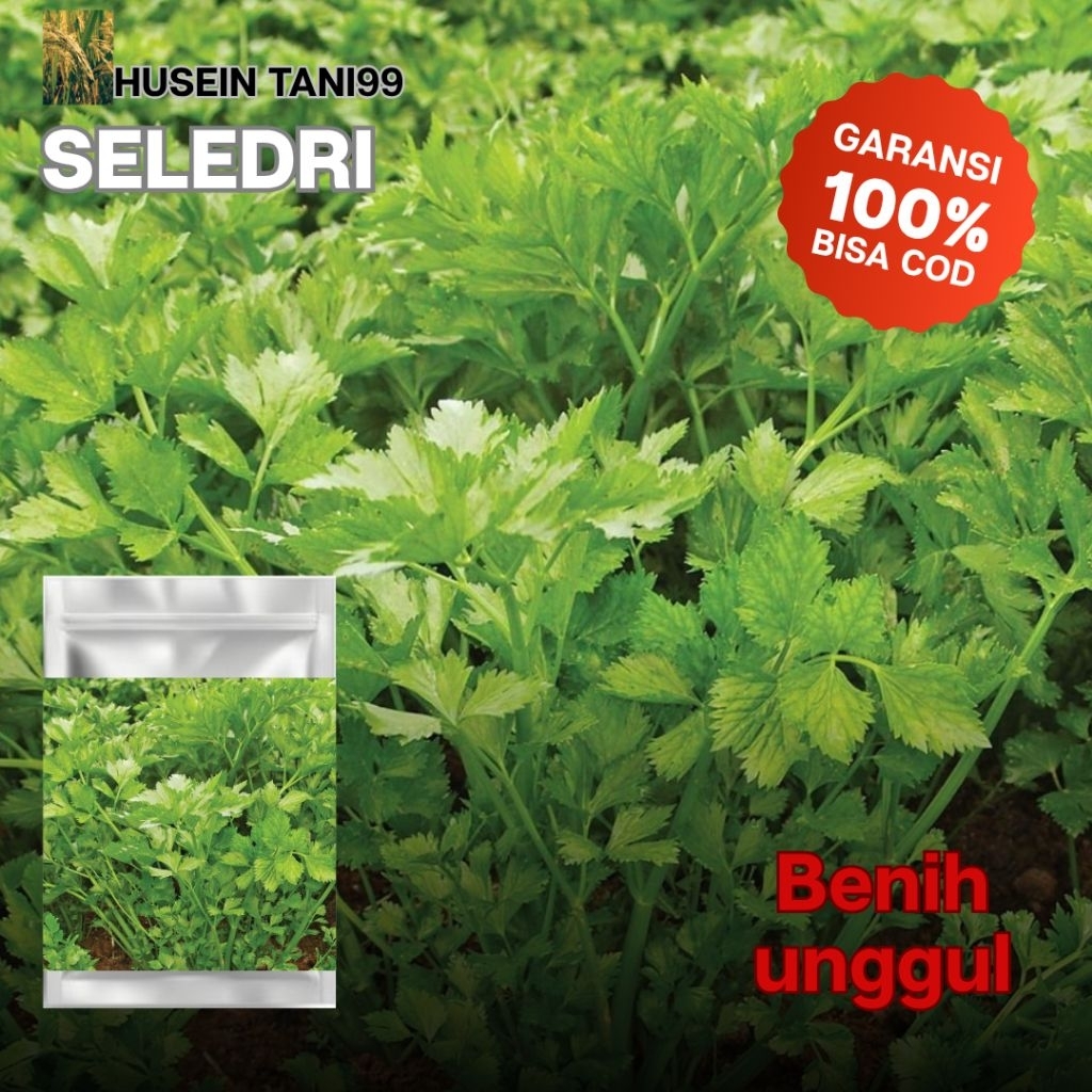 100 biji seed benih seledri unggul