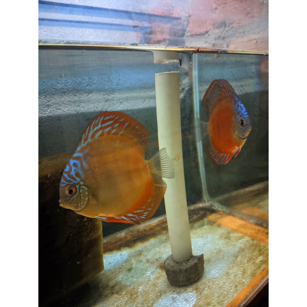 Indukan Discus Red sun blue face dan Red Alenquer