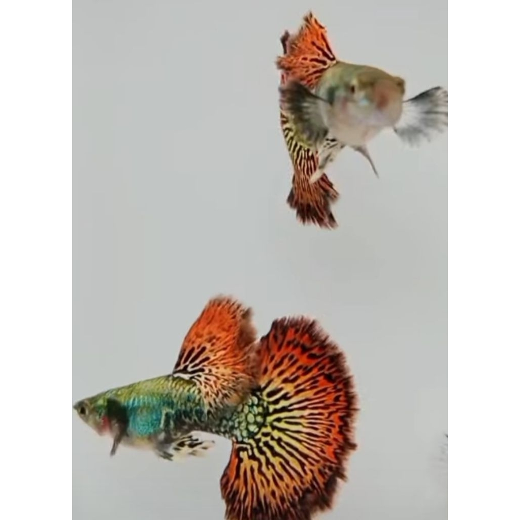 Paket bredding ekonomis Guppy dragon Dumbo ear