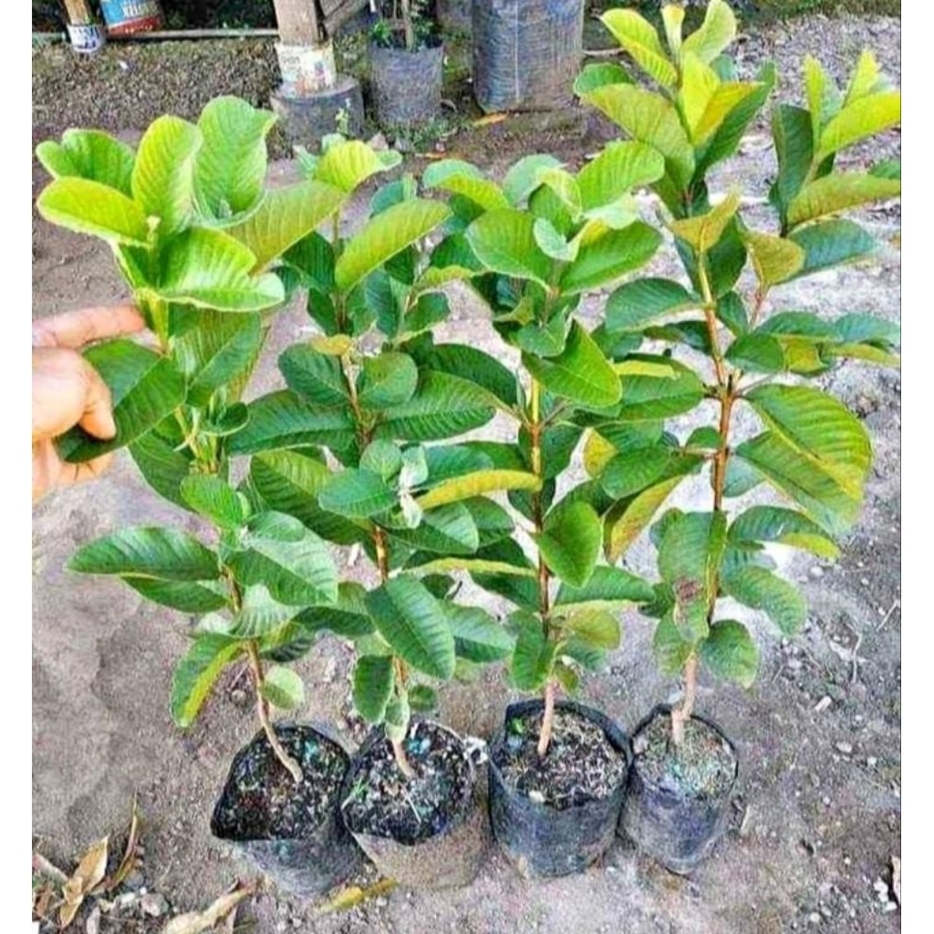bibit jambu kristal jambu biji tanpa biji