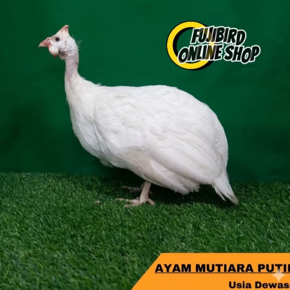 AYAM MUTIARA PUTIH DEWASA PILIHAN AVIARY