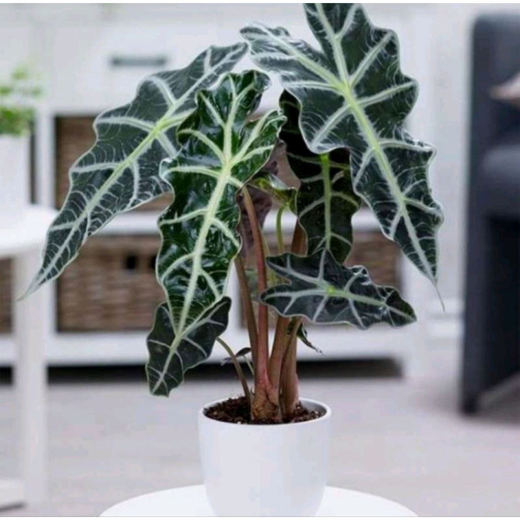 Keladi Tengkorak Tanaman Keladi Amazone - Keladi Amazon - Keladi Tengkorak