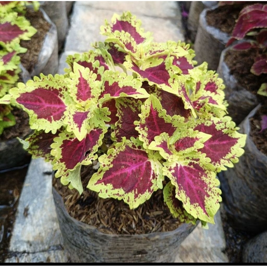 tanaman hias miana merah strip kuning tanaman jawer kotok