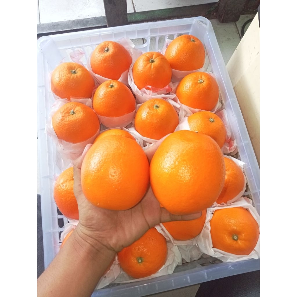 Jeruk Sunkist