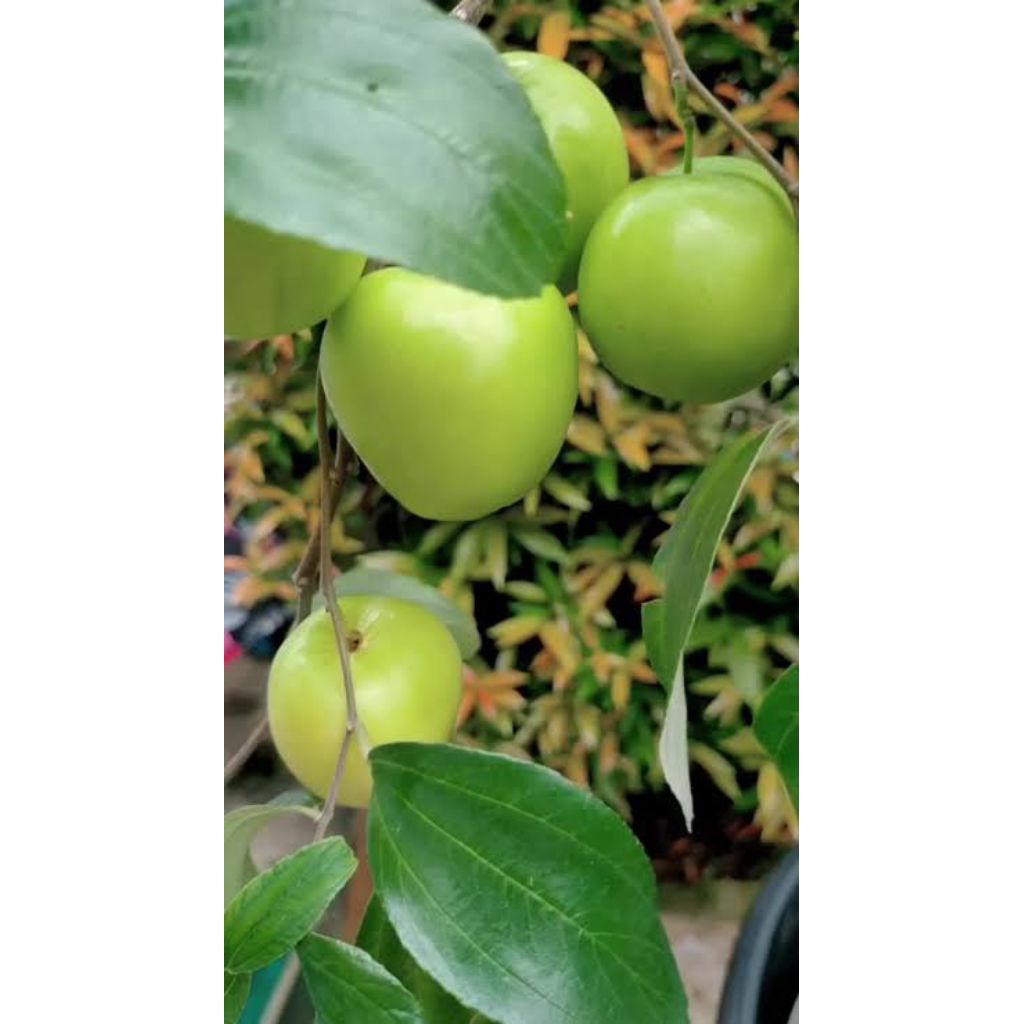 tanaman buah apel futsa apel India bidara india.okulasi