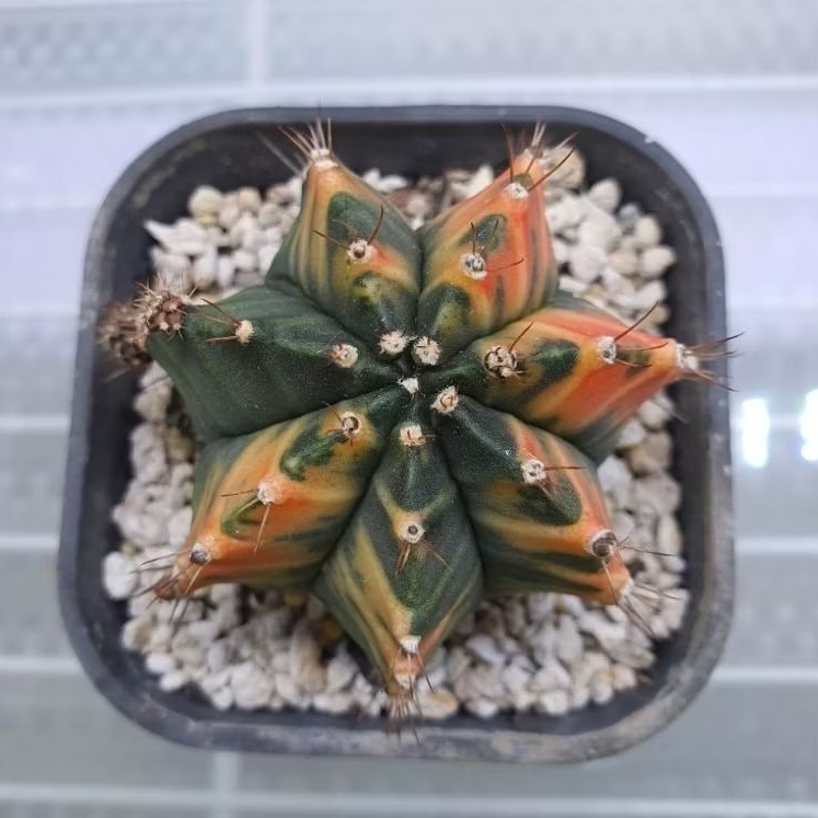 Kaktus Gymno Variegata orange (Gymnocalycium mihanovichii)