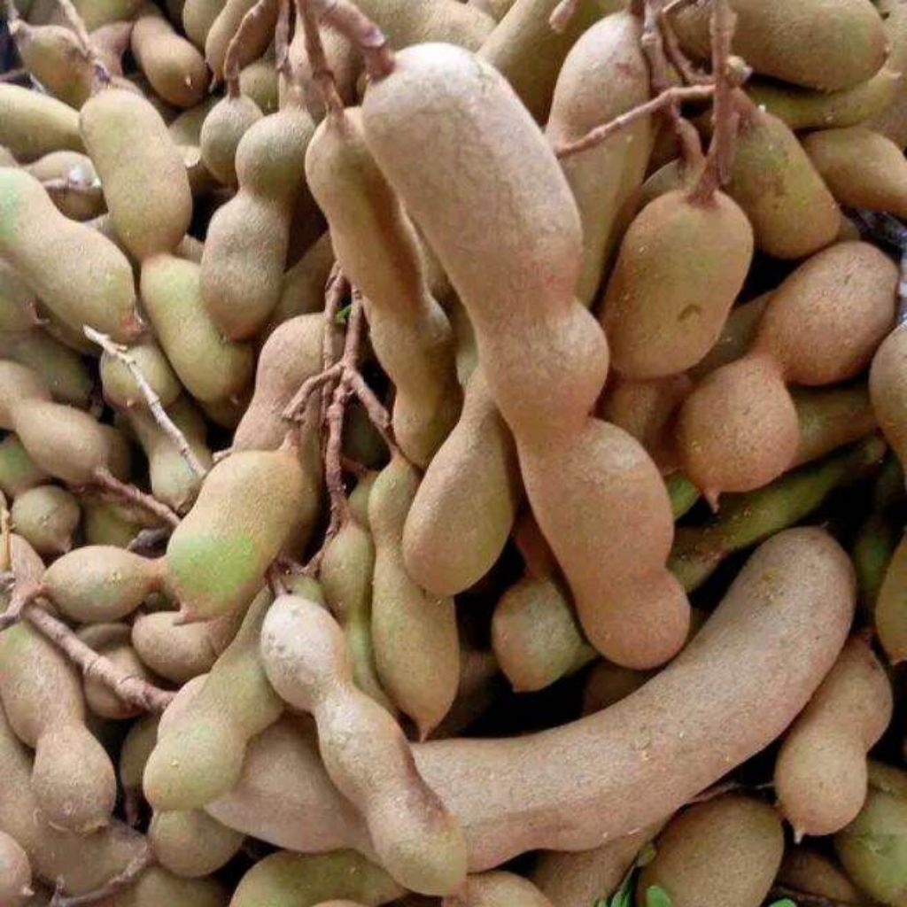 Asam Jawa Mentah 1Kg asam Jawa mentah 1kg asam Jawa fresh dipetik langsung dari kebun - Segar, Alami