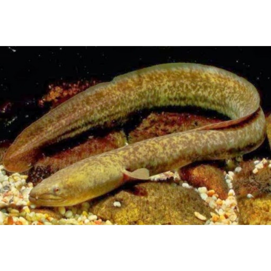 IKAN SIDAT MARMORATA /SIDAT BATIK/SIDAT MACAN/SIDAT KEMBANG BERBAGAI UKURAN JUAL PER EKOR