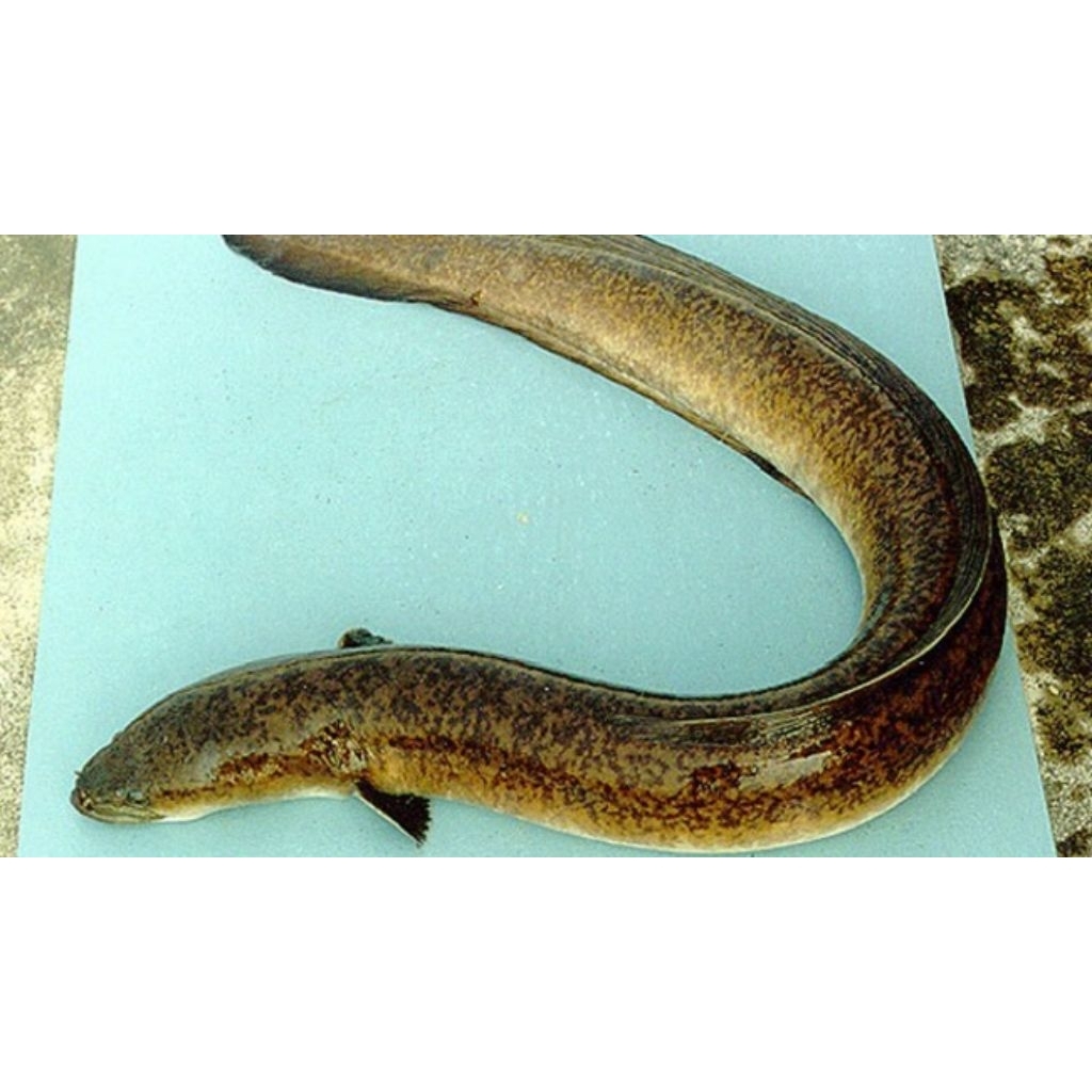 Sidat Marmorata Hidup Lincah Ukuran +-400gr Sidat Kembang/Pelus Sidat Macan Sidat Batik