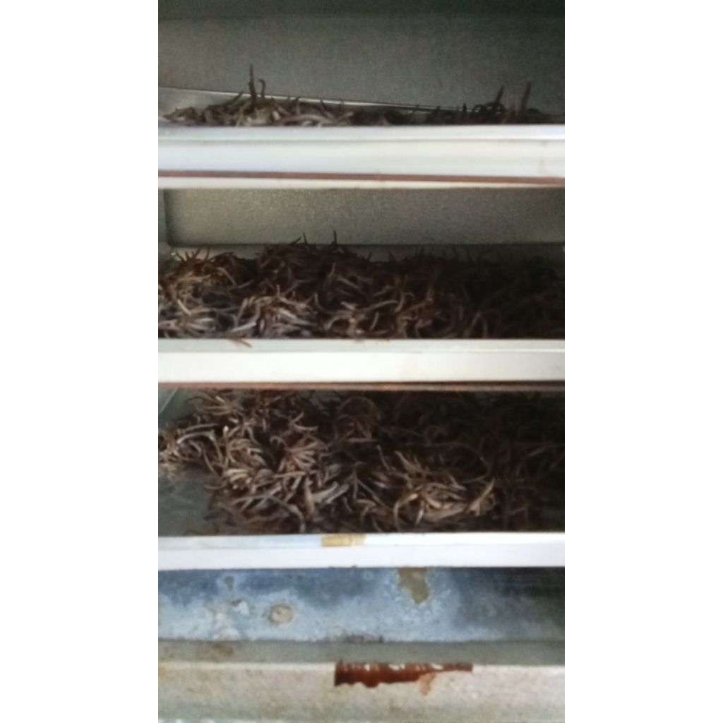 cacing kering Lumbricus rubellus