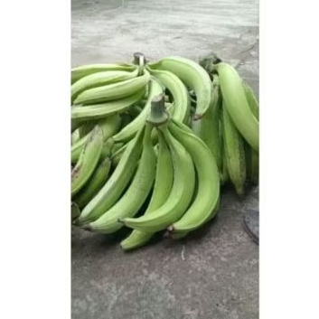 pisang tanduk madu muria perbiji dikirim mentah