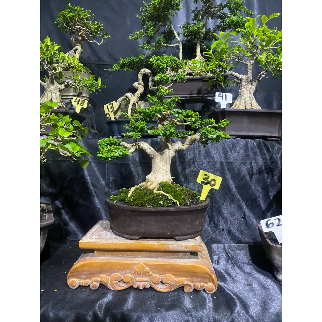 Bonsai sancang kontes size Small Tahapan