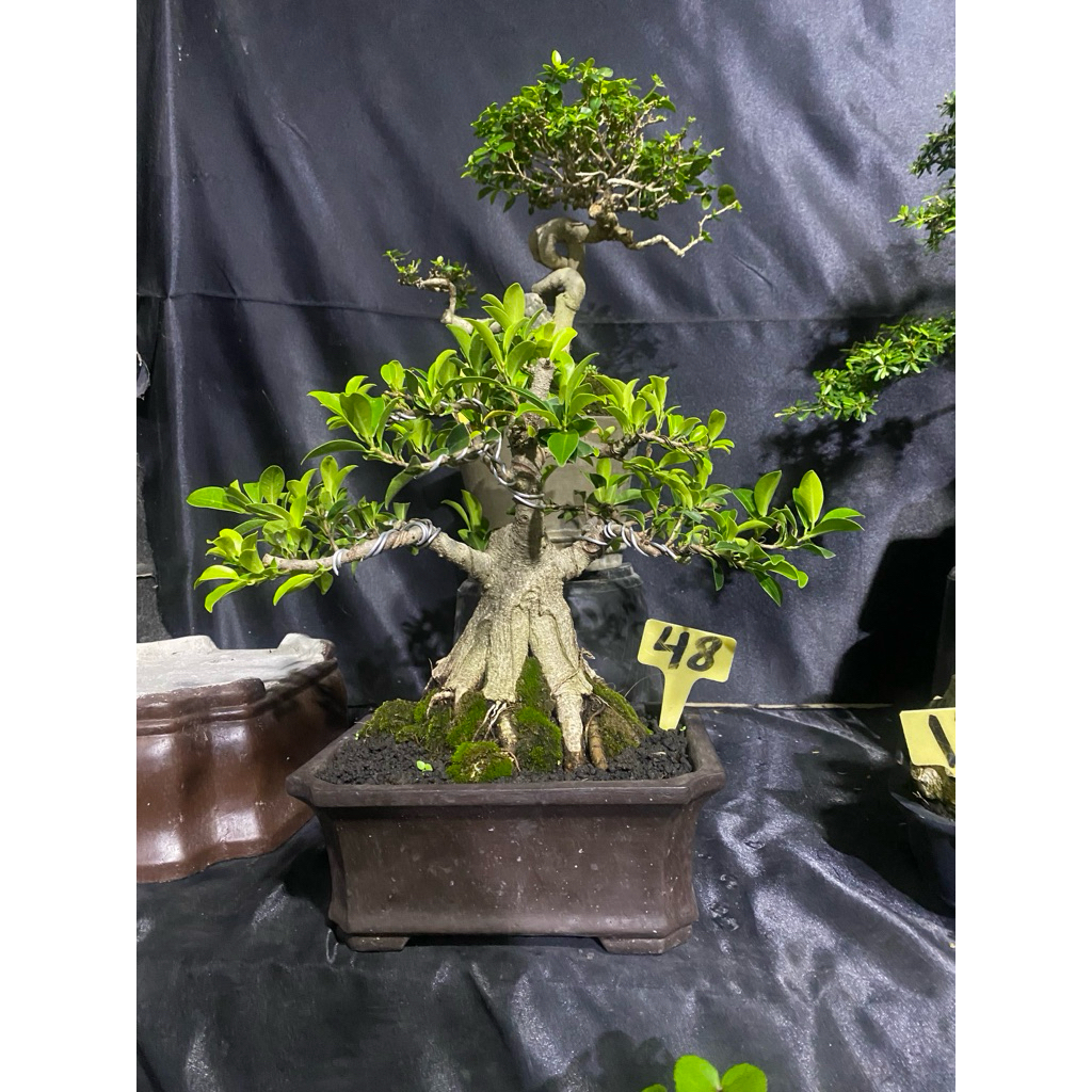 Bonsai Beringin Elegan Ori prokar prospek Small