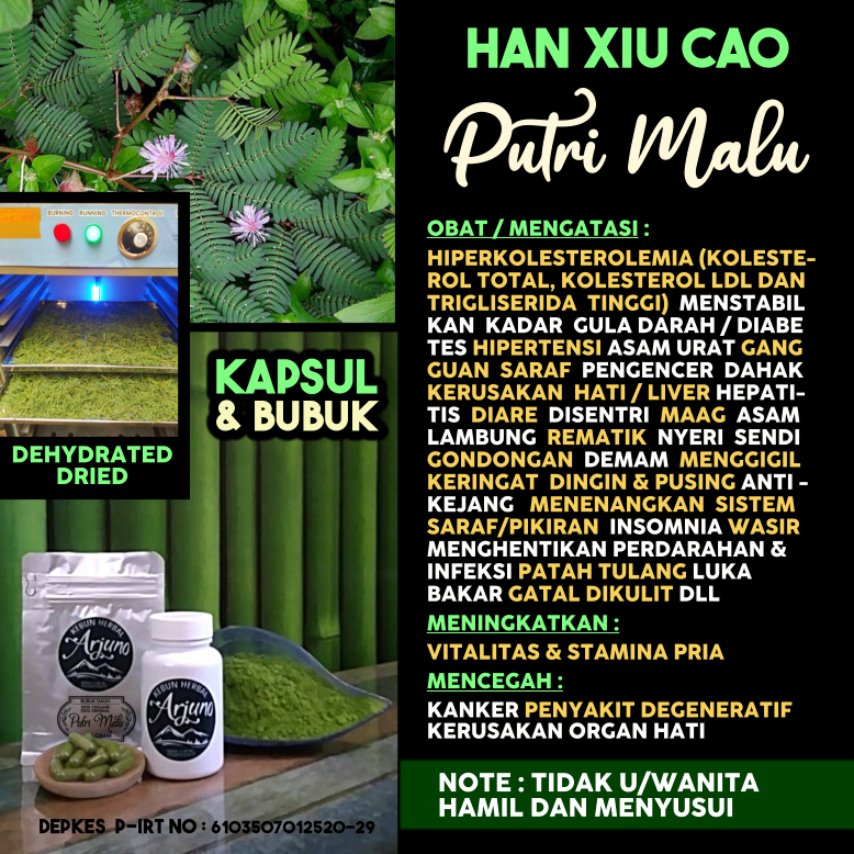 Daun Putri Malu Teh Celup Kapsul Bubuk Obat Stamina Vitalitas Pria Asam Urat Lambung Diabetes Hepati