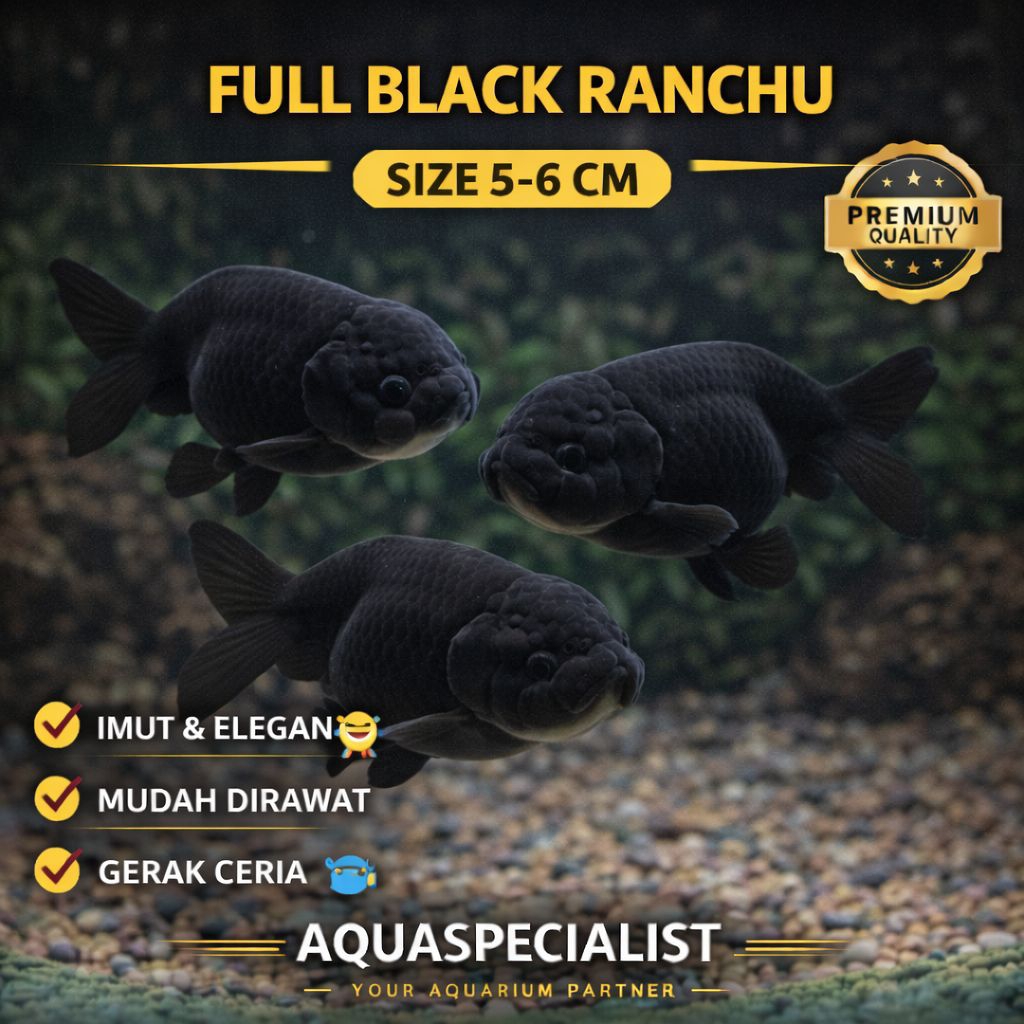 Ikan Mas Koki Ranchu Black Solid Jumbo / Rancu Black Solid Jumbo - 5-6 cm