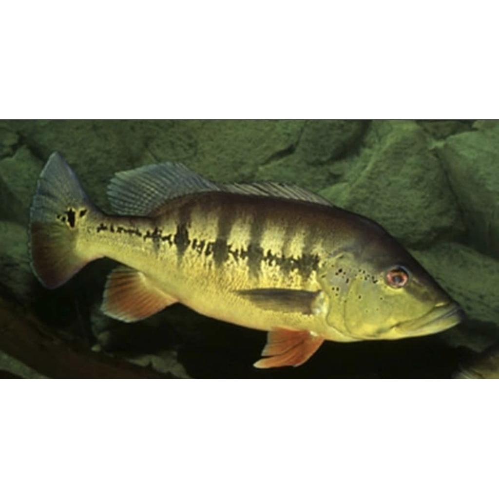 Hiasan Akuarium Pbass Intermedia Akuarium