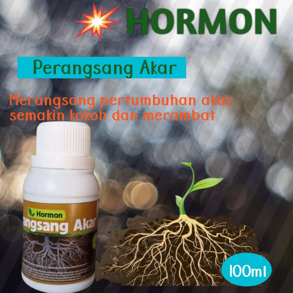 PERANGSANG AKAR