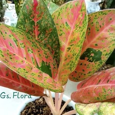(COD) Promo!! Aglonema Bigroy Aglonema mutasi merah