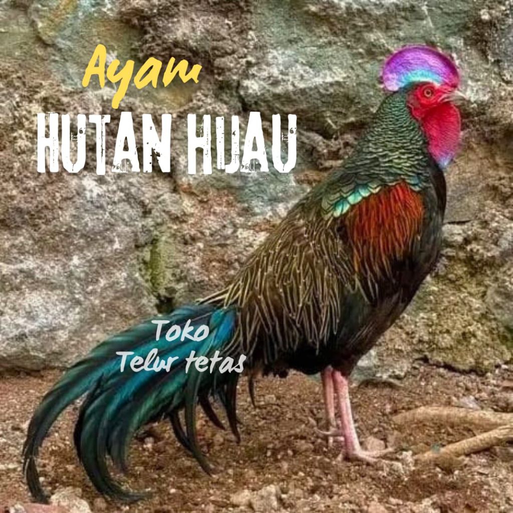 TELUR AYAM HUTAN  FERTIL UNTUK DITETASKAN