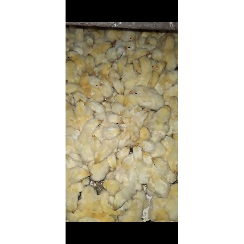 doc anak ayam boiler polos