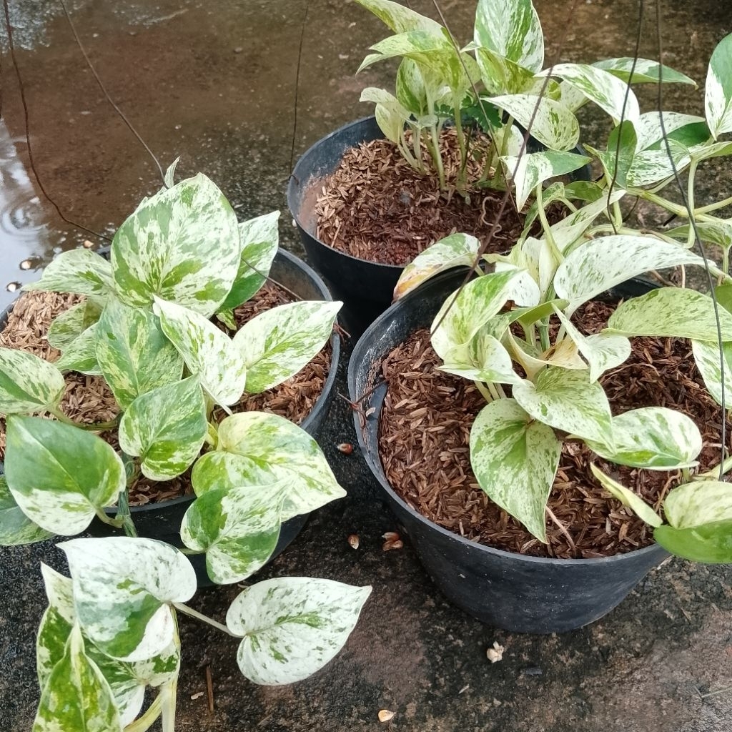 tanaman sri gading tanaman hias sri gading daun sri gading