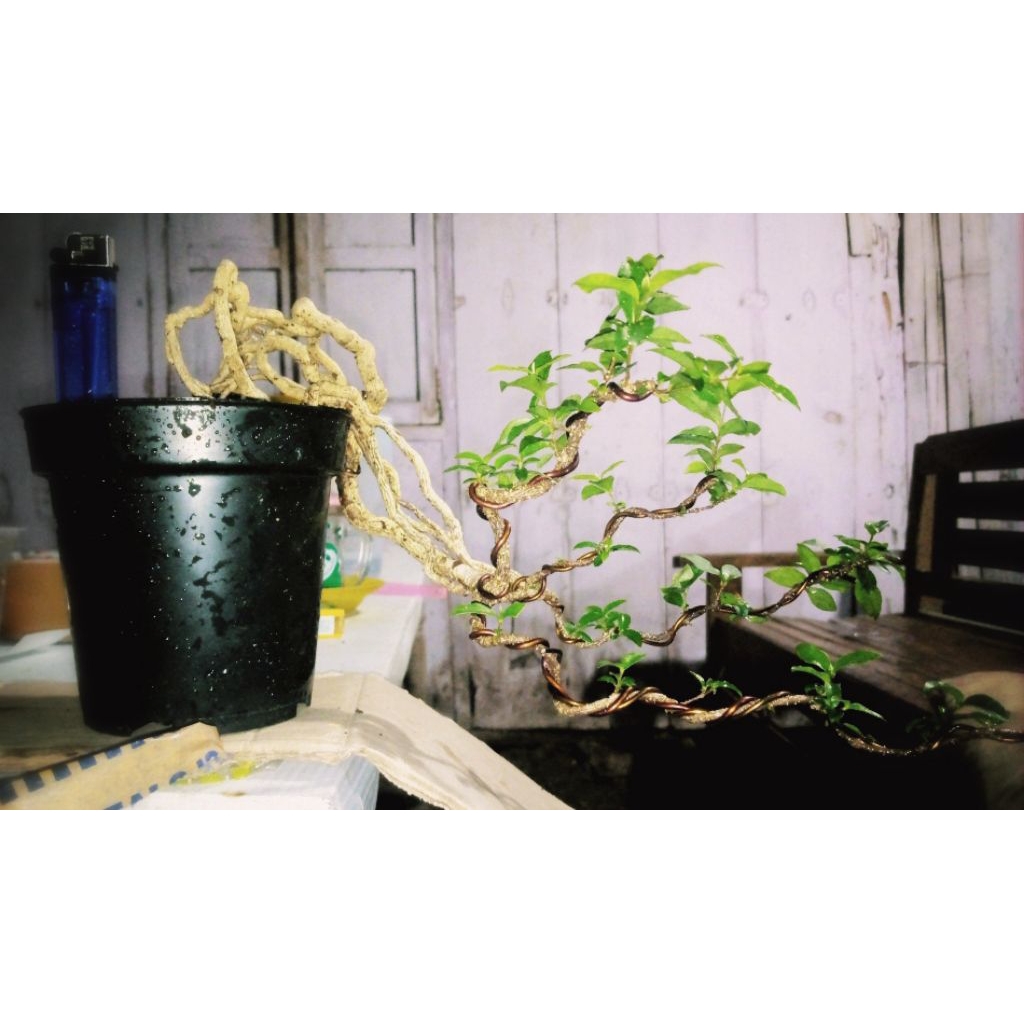 bonsai sakura micro