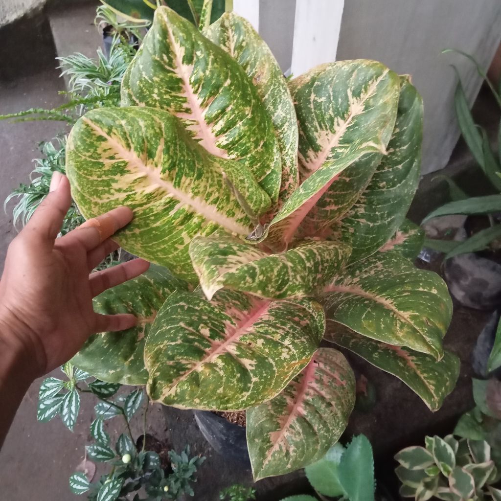Aglonema harlequin indukan super jumboan