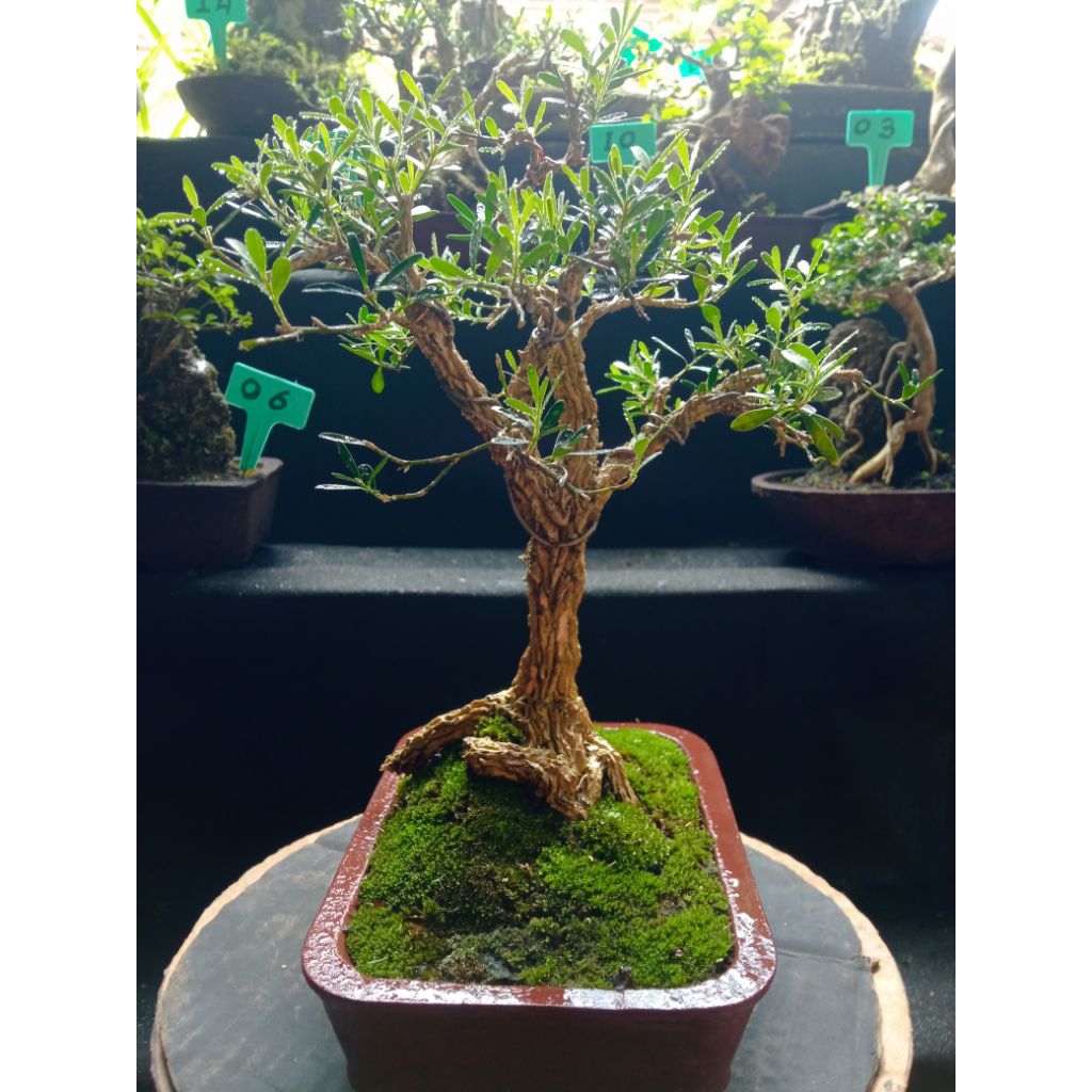 BONSAI BOXUS siap pajang full set | real pict