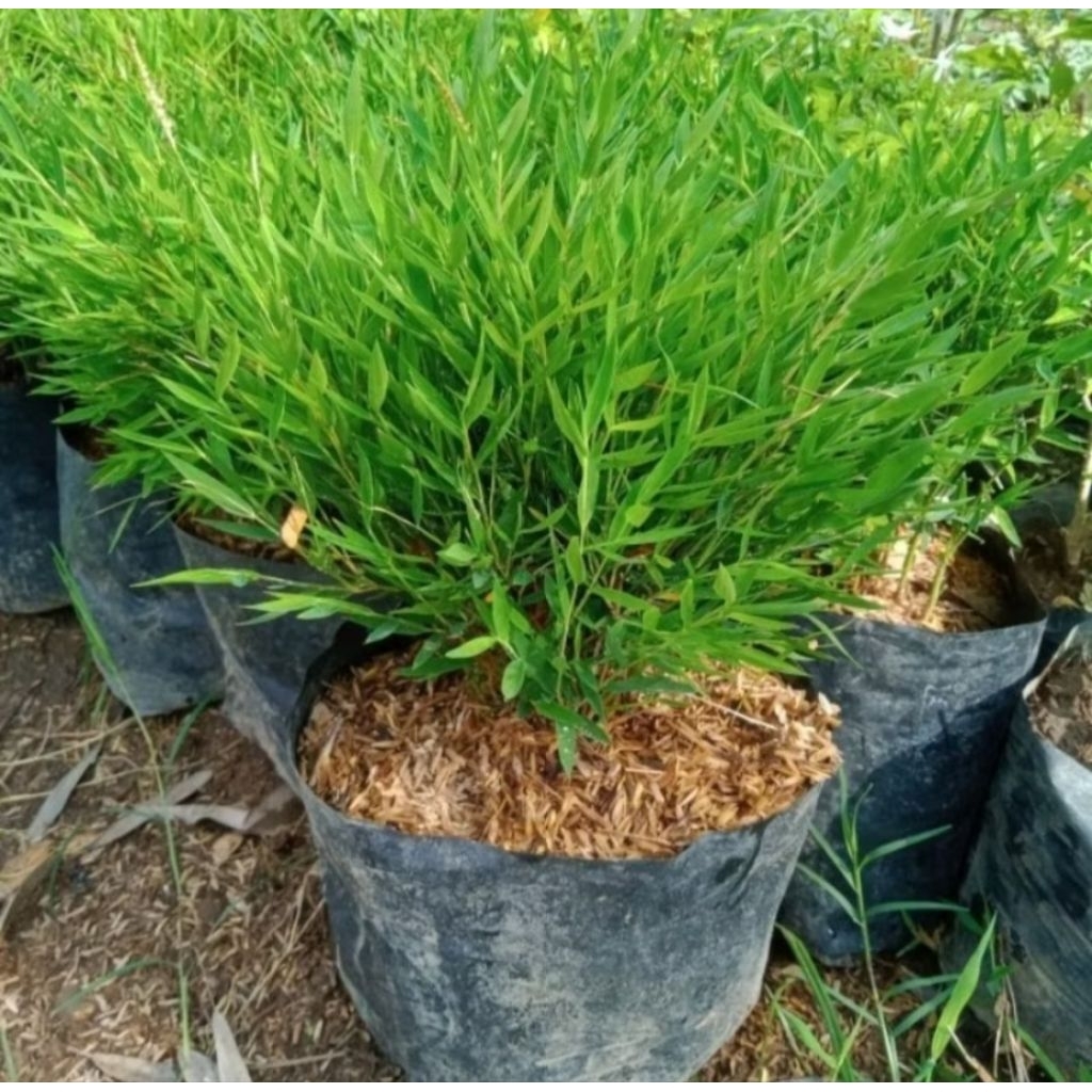 Tanaman hias bambu jepang micro / bambu mini kondisi sudah rimbun