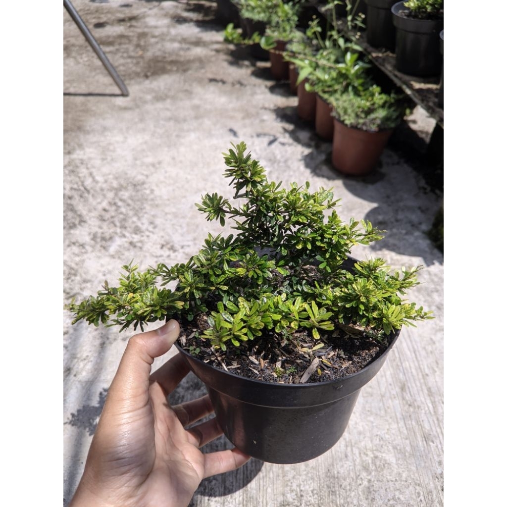 Bahan bonsai saeng simbur micro varigata vietnam