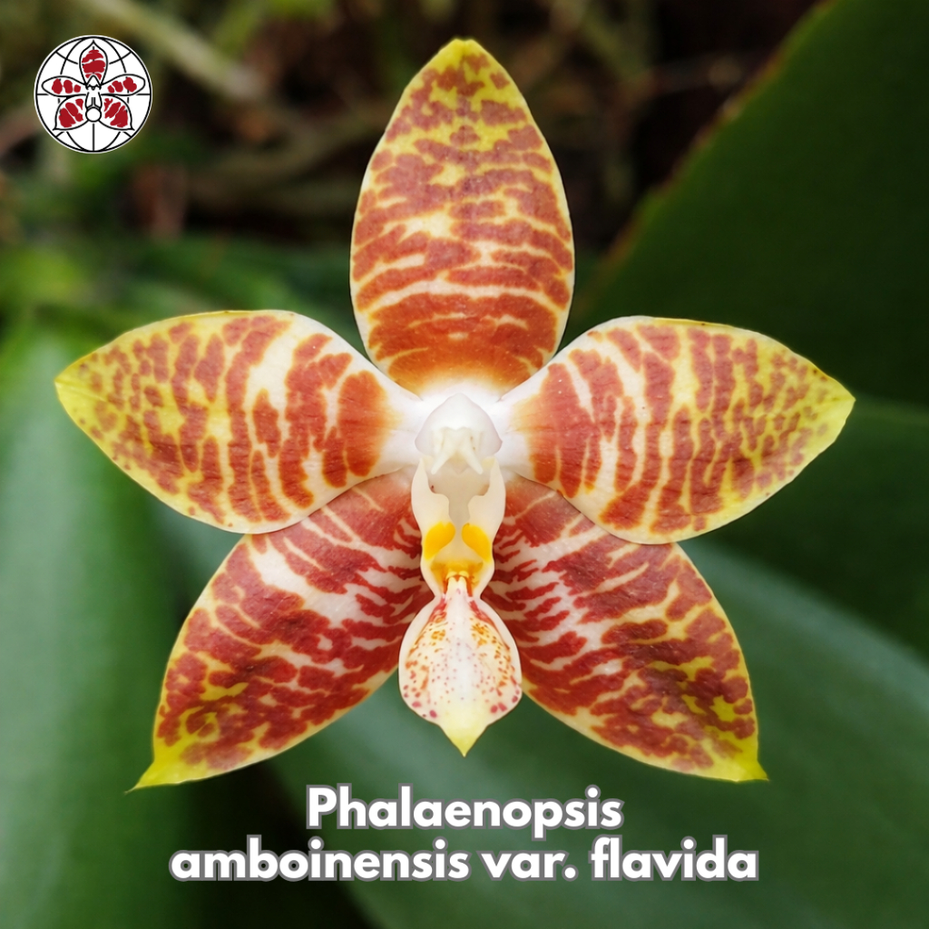 Anggrek Phalaenopsis Amboinensis Flavida