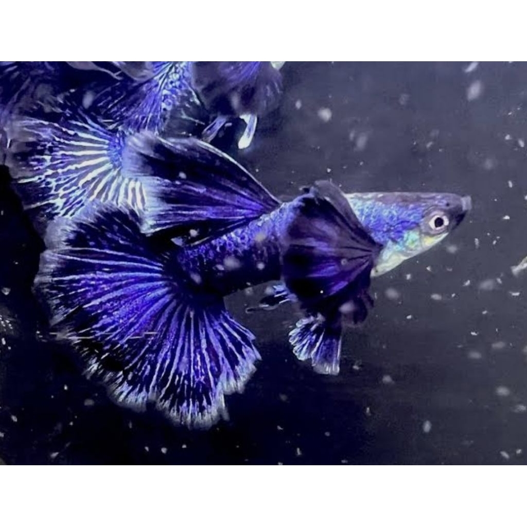 ikan guppy purple dragon dumbo ear butterfly indukan siap kawin