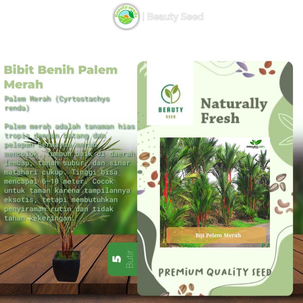 5 Benih Biji Palem Merah - Biji Palem/Pinang Merah/Lipstik Palm Siap Semai