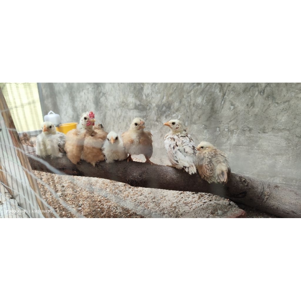 Anak ayam kate