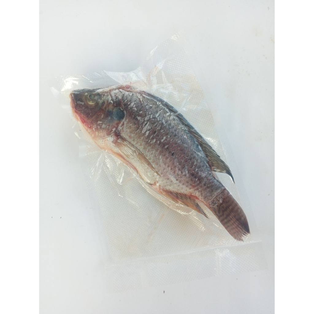 Ikan Mujair/Nila Segar Beku 250 gr - 1kg (sudah di bersihkan Sisik dan Jeroan)