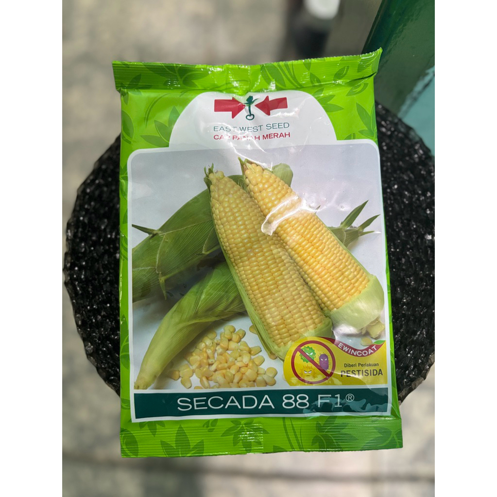 Benih Jagung Manis Secada 88 F1 isi 1.750 butir