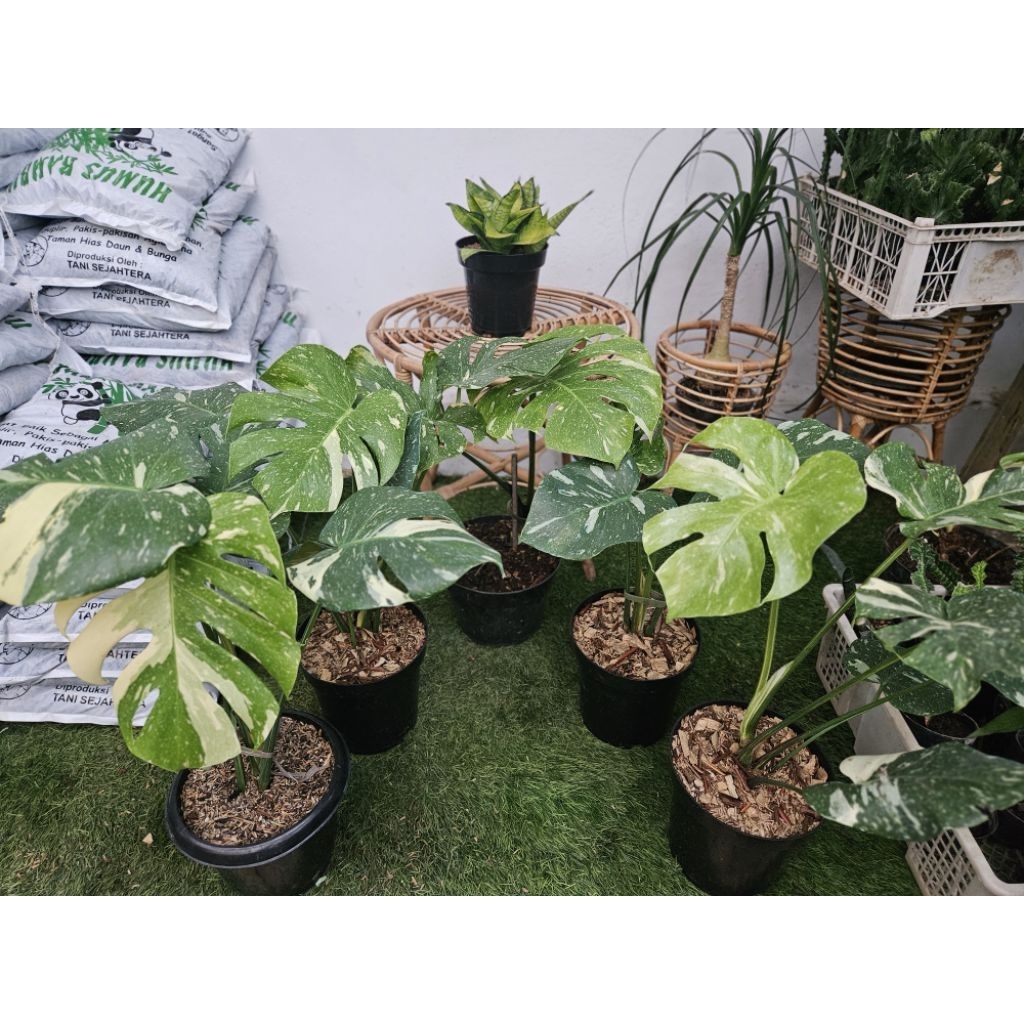 Monstera Thai Constellation / Monthai / Monstera