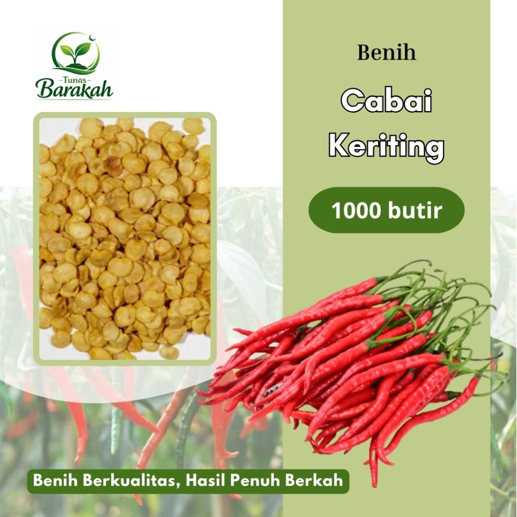 1000 butir BENIH CABAI KERITING LOKAL UNGGUL I EXTRA BONUS