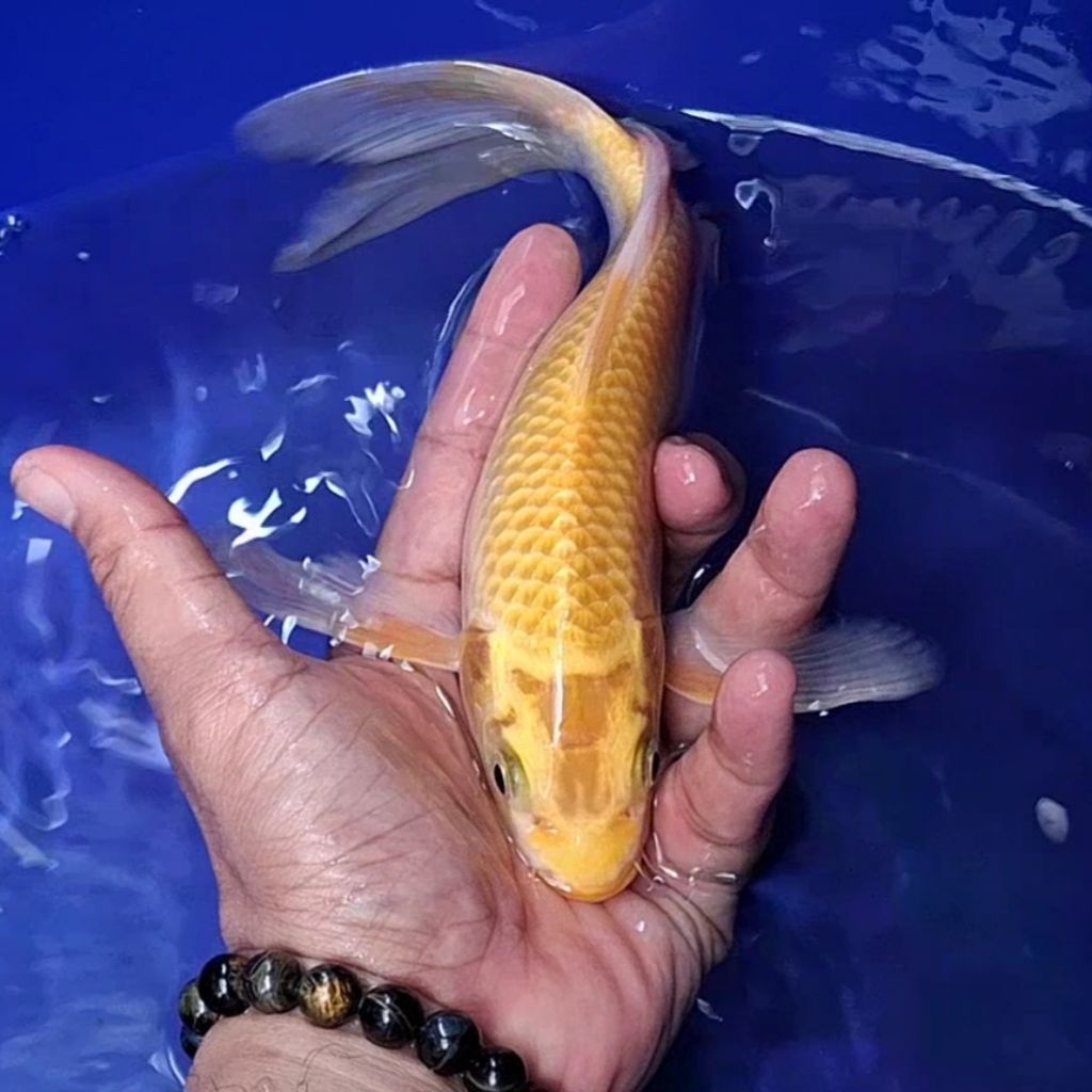 Ikan Koi Blitar Jenis Kumpay Slayer / Rumah Koi Jakarta / kode 0012