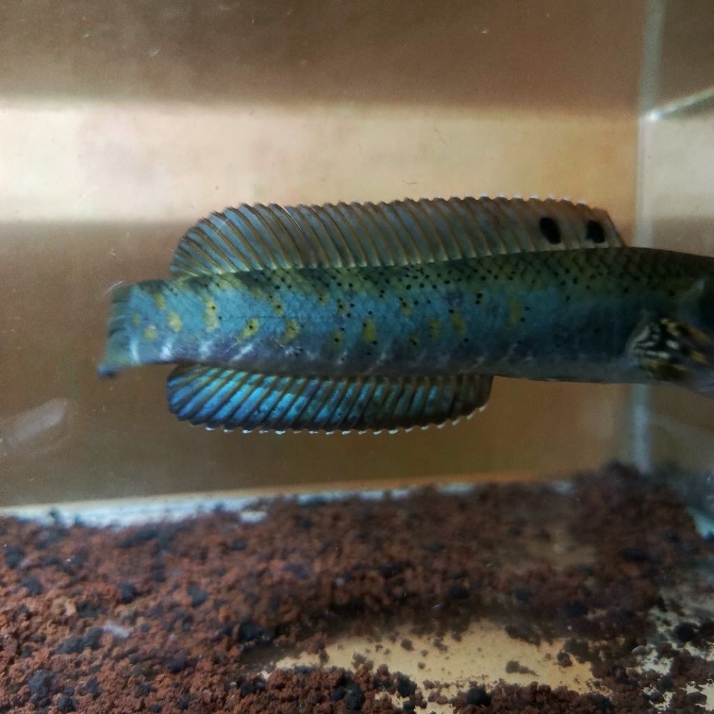 Ikan Channa Blue Pulchra Ukuran 15-17cm, Warna Biru Cerah, Aktif & Galak