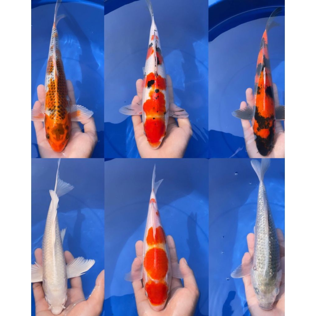 PAKET KOI SHOWA & OGON & KOHAKU SIZE 20-25CM BLITAR