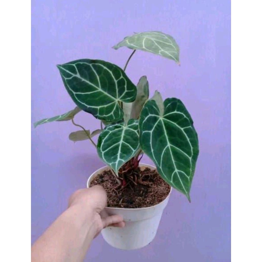 Bibit Tanaman Hias Kuping Gajah - Anthurium Clytanium Kuping Gajah Mini - Tanaman Hias Kuping Gajah 