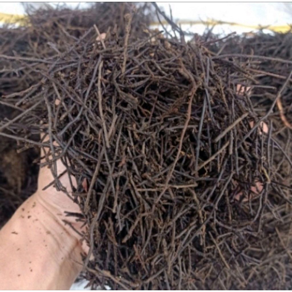 Akar Pakis Untuk Media Tanam - Akar Pakis Cacah Media Tanam Akar Pakis Cacah Media Tanam Anggrek Med