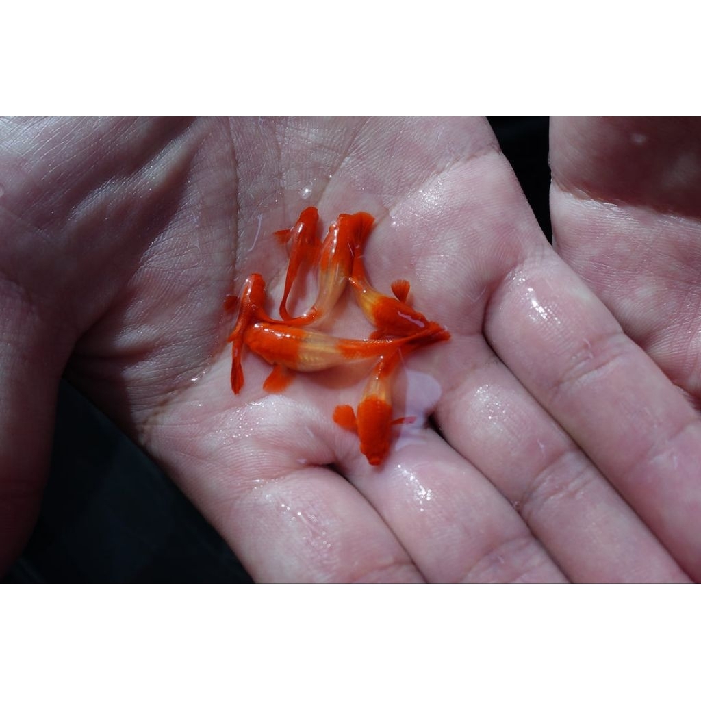 albino koi red ear