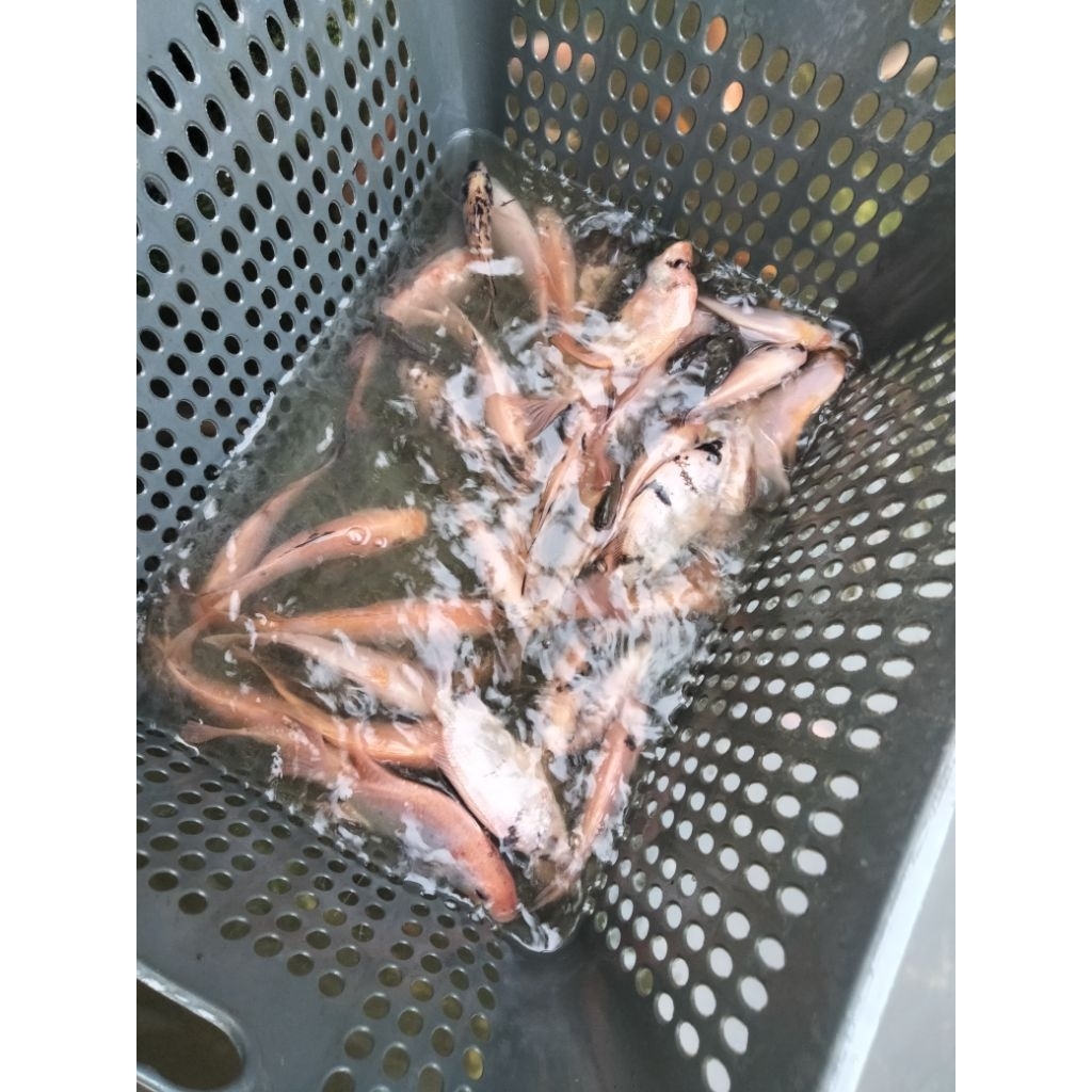 bibit nila merah bangkok berkualitas 3 jari per 50 ekor