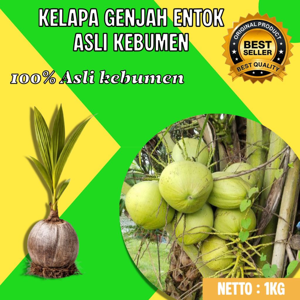 PALING MURAH  Bibit Kelapa Genjah Entok Kebumen, Bibit Kelapa Genjah Entok Terdekat, Bibit Kelapa Ge