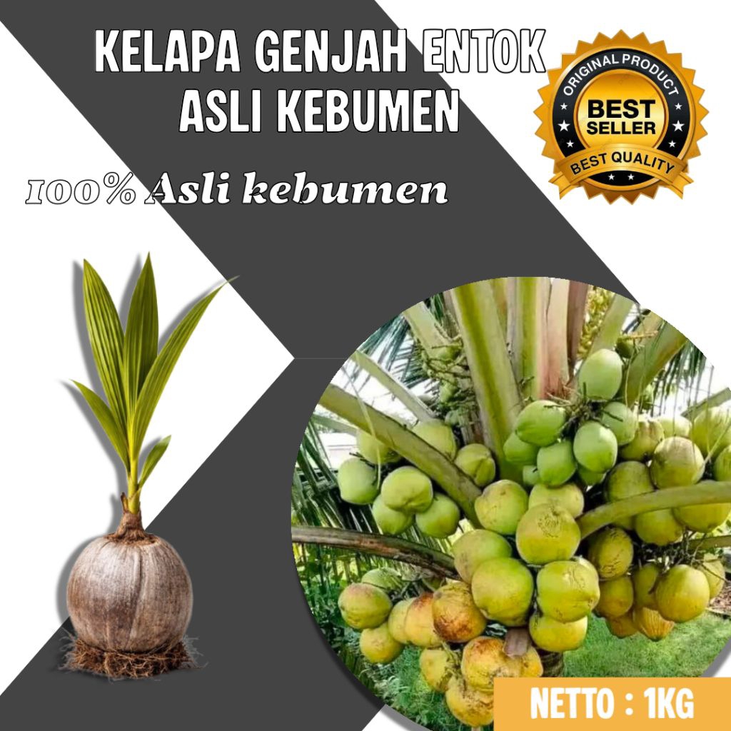 TERBAIK  Pohon Kelapa Pendek Unggul, Pohon Kelapa Pendek Unggul Cepat Berbuah, Pohon Kelapa Pendek U